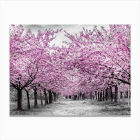 Cherry Trees In Perfect Bloom Canvas Print