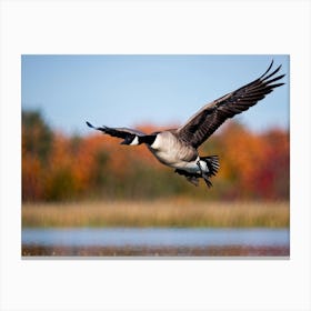 Canada Goose In Flight Canvas Print