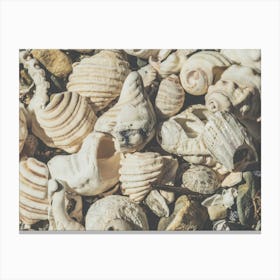 Sea Shells Canvas Print