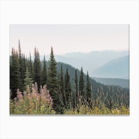 Tall Forest Pines Canvas Print