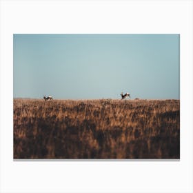 Deer Running Away Canvas Print