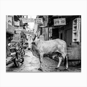 Cow In The Alley, India Canvas Print
