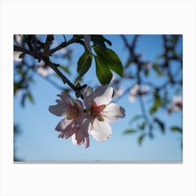 Soft pink almond blossoms and blue sky Canvas Print