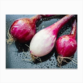 Red Onions Canvas Print