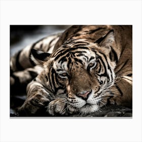 Tiger Sleeping Canvas Print