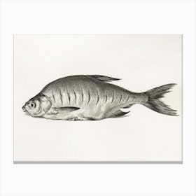 Fish, Jean Bernard Canvas Print