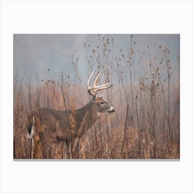 Misty Swamp Deer Canvas Print