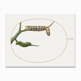 Emperor Moth Caterpillar With A Second Caterpillar On A Branch (1575–1580), Joris Hoefnagel Canvas Print