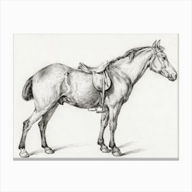 Standing Horse 3, Jean Bernard Canvas Print