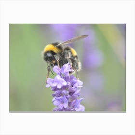 Bumblebee On Lavender 1 Stampe su tela