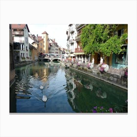 Swans In A Canal Canvas Print