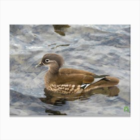 Wood Duck 20230108948pub Canvas Print
