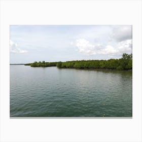 Mangrove Forest Canvas Print