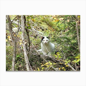 Cat In The Woods Canvas Print