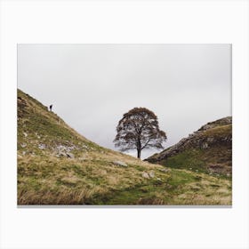 The Tree At Sycamore Gap Canvas Print