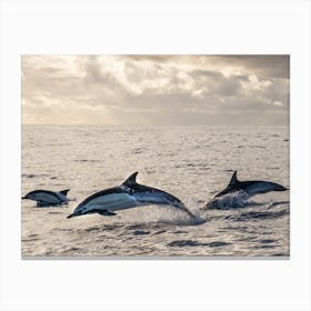 Dolphins At Sunrise At The Coast Of Madeira Canvas Print