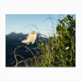 Light feather in the wind Canvas Print