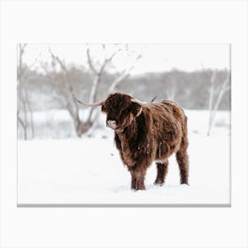 Shaggy Winter Cow Canvas Print