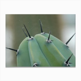Close Up Cactus Canvas Print