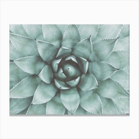 Desert Succulent Canvas Print