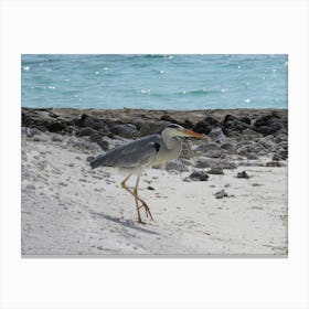 Heron On The Beach 4 Canvas Print