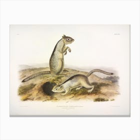 Little Squirrel, John James Audubon Canvas Print