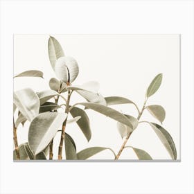 Rubber Plant Canvas Print