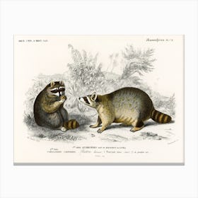 Raccoon (Procyon Lotor), Charles Dessalines D'Orbigny Canvas Print