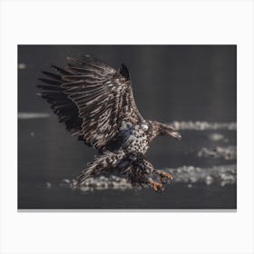 Sea Eagle Hunting Canvas Print