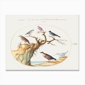 Six Small Birds, Including A Bluethroat And A Cuckoo (1575–1580), Joris Hoefnagel Canvas Print