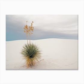 Desert Yucca Canvas Print