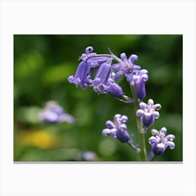 Bluebell Stampe su tela