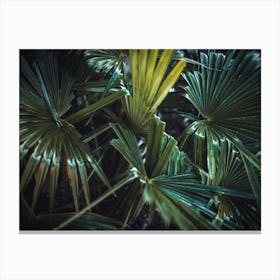 Dark Palm Canvas Print