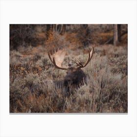 Sagebrush Moose Scenery Canvas Print