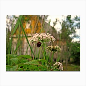 Lily Of The Valley Canvas Print