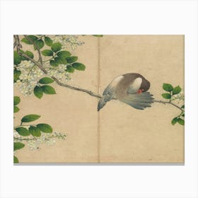 Pigeon On A Branch 1 Canvas Print