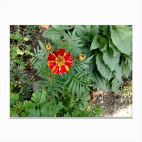 Red Marigold Canvas Print