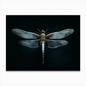 Dragonfly Black Saddlebags Tramea Lacer Vintage Illustration 3 Canvas Print