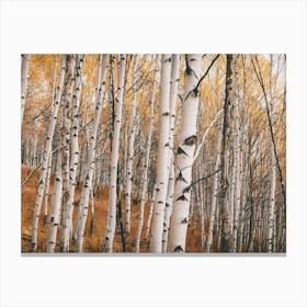 Aspen Tree Forest Canvas Print