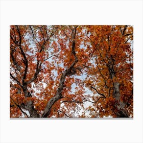 Vibrant red maple leaves in the Fall Canvas Print