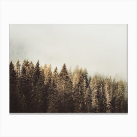 Pine Forest Landscape Canvas Print
