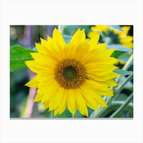 Sunflower Canvas Print