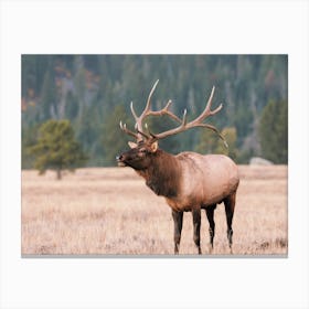 Bugling Elk Canvas Print