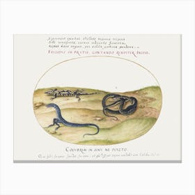 Snake, Salamander, And Snakelike Creature With Two Legs (1575–1580), Joris Hoefnagel Canvas Print