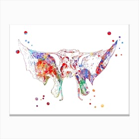 Sphenoid Bone Medical Art Canvas Print