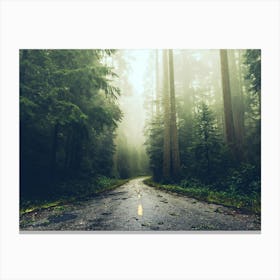 A Long Way Home - Redwood Forest Road Canvas Print
