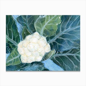 Cauliflower Vegetable Food Drawing For Kitchen Canvas Print