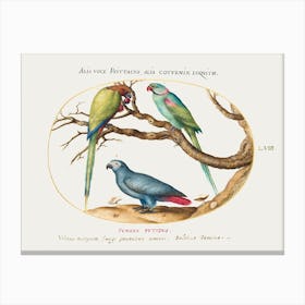 African Gray Parrot, Indian Ring Necked Parrot, And A Third Parrot (1575–1580), Joris Hoefnagel Canvas Print