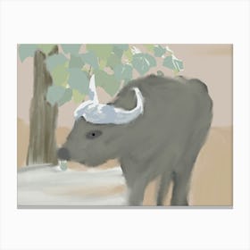 Water Buffalo Canvas Print