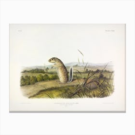 Mexican Marmot Squirrel, John James Audubon Canvas Print
